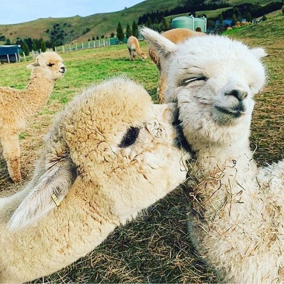 Meet your Posher, Maydel - Picture 4 of 15